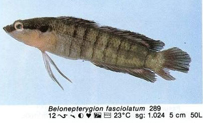 Belonepterygion fasciolatum